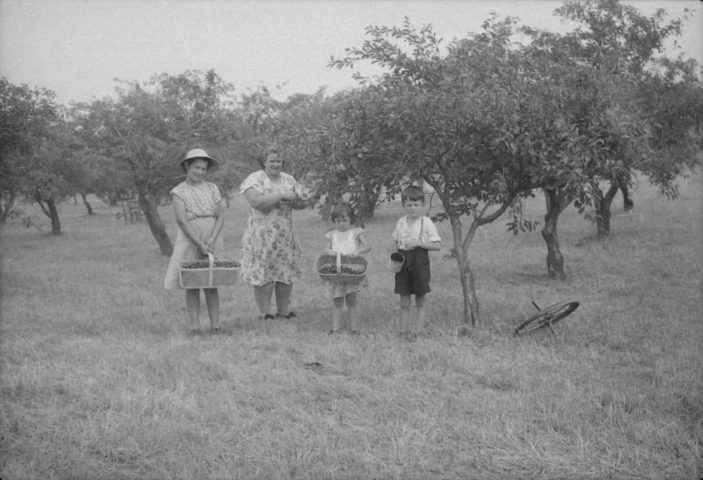 Dans les cerisiers de madame Lauradin Ross et trois de ses enfants à Sainte-Flavie